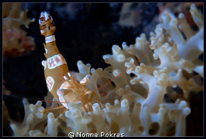 Anemone shrimp by Nonna Pokras 